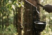 Gloved hand taps a rubber tree, latex dripping into a hanging bucket in a forest.