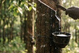 Gloved hand taps a rubber tree, latex dripping into a hanging bucket in a forest.